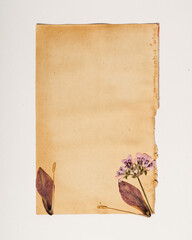 dry flowers on the vintage paper