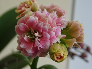 Nice flowers in the park