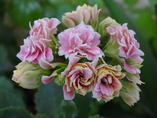 Obraz premium Nice flowers in the park