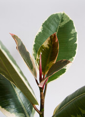 Close up of a new leaf growth, new leaf forming or unfurling on the tropical Ficus elastica 'Tineke' variegated rubber tree plant. Isolated on a white background, copyspace