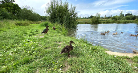 Rural scene, as ducks on the edge of the pond, watch others relaxing on the water in, Menston, UK