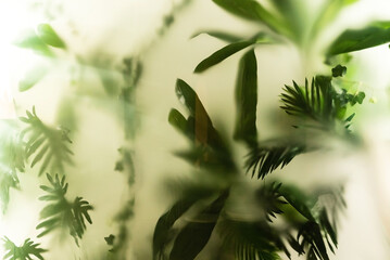 tropica plants background, nature space