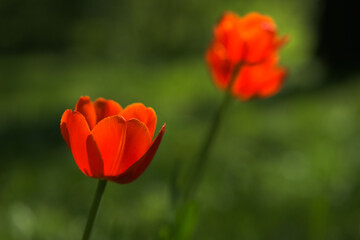 Bright yellow and red tulip flower. Spring background.