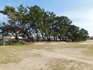 御前浜公園の松林(兵庫県西宮市で2022年4月撮影)