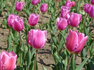 Obraz premium Nice flowers in the park