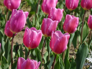 Obraz premium Nice flowers in the park