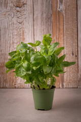 a bunch of organic fresh basil on a table with a wooden background
