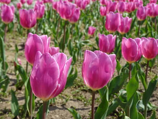 Obraz premium Nice flowers in the park