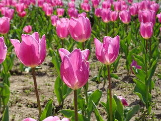 Nice flowers in the park