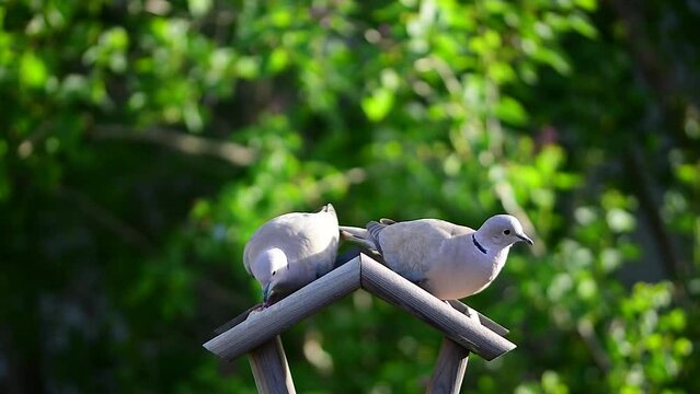 Couple of Eurasian collared doves (Streptopelia decaocto) pigeons eating in synchronicity on bird feeder roof top. Belgium, Europe