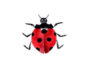 Hand painted watercolor illustration of ladybug insect. Isolated object on white background.