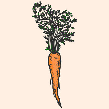 Colored vegetable, carrot. Line art sketch picture. Hand drawn.