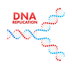 DNA replication. DNA molecules, molecular biology. Vector stock illustration.