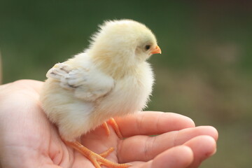 chick. bird