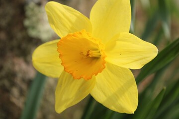 Yellow Daffodil flowers 