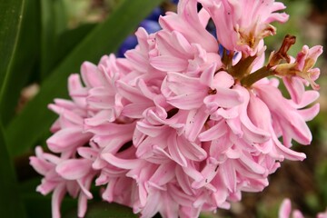 Obraz premium Pink Hyacinth Bloom