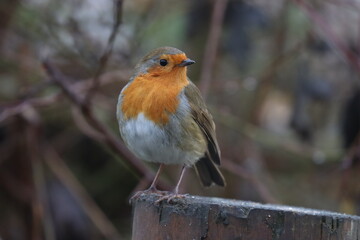 robin on a branch