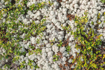 White reindeer moss texture background with plants