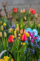 Close-up shot of red tulips blooming in the garden