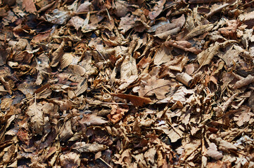 Dry last year's leaves in spring. Background. Natural texture.
