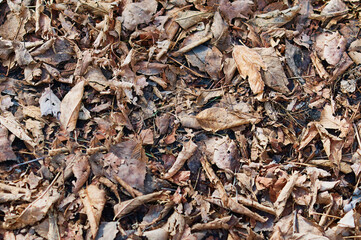 Dry last year's leaves in spring. Background. Natural texture.