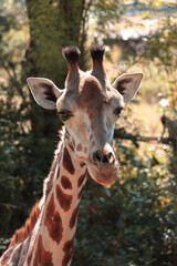 Giraffe in the Mombasa, Kenya zoo