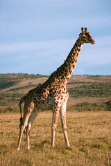 Giraffe of the Maasai Mara