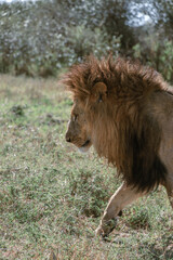 Naklejka premium Lion of the Maasai Mara