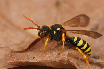 Closeup on a colorful yellow black female Gooden's nomad bee, Nomada goodeniana