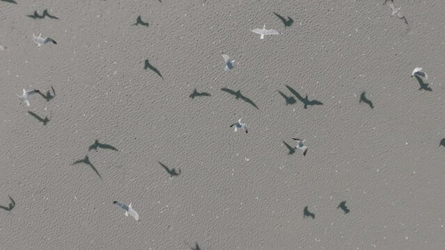 Slow motion aerial zoom out of seagulls flying from a beach in Costa Mesa, California.