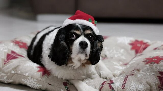 Cavalier king cane, con cappello da Babbo Natale