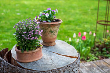 wooden terrace with flowers pots and green garden