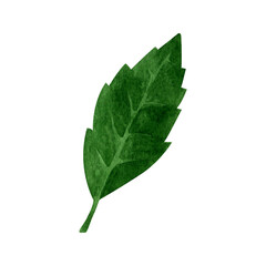 Obraz premium Watercolor hydrangea leaves clipart, summer flowers greenery.