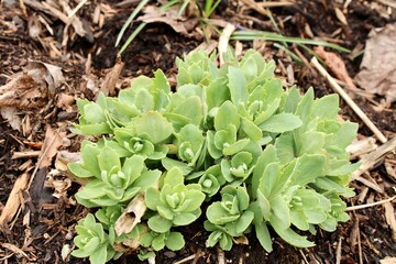 Plant emerging at Springtime 