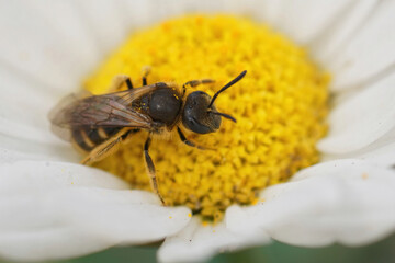 Dorsal closeup on a small brown common furrow bee, Lasioglossum calceatum sitting on a yellow white...