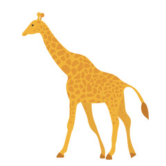 giraffe flat design, isolated, vector