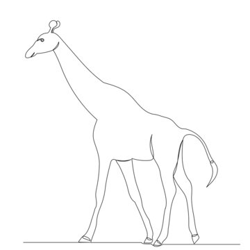 giraffe drawing by one continuous line, sketch, vector