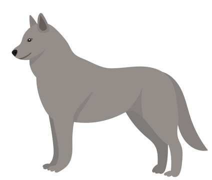 wolf flat design, isolated, vector