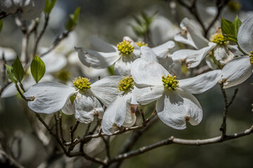 Dogwood tree flowers closeup