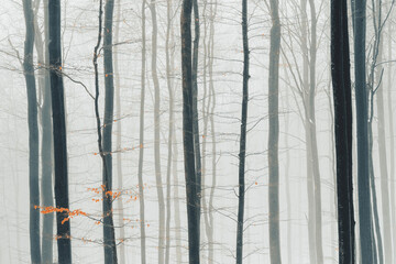 Winter Forest Photography 