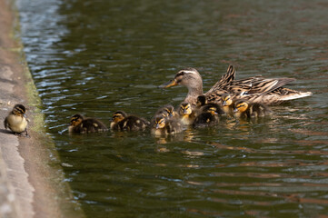 Mallard ducklings swimming with mother duck