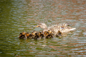 Mallard ducklings swimming with mother duck