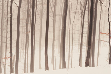 Winter Forest Photography 