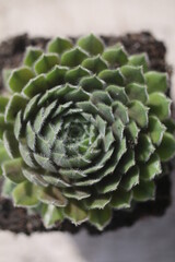 Sempervivum ARTISCHOCKE Rojnik Artischocke © Perovskia