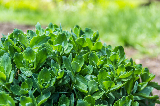 Beautiful green plants. Young shoots of Sedum telephium