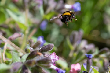 Wilde Hummel im Anflug an Primelblüte