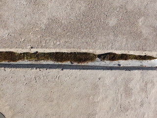 Concrete Wall. Concrete  Expansion  Joints. Polyurethane putty sealant. Moss colony