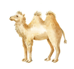 Watercolor two-hump camel. Hand-drawn illustration isolated on the white background
