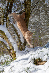 Katze springt vom Baum in den Schnee