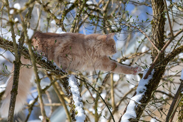 Katze klettert im schneebedeckten Baum
